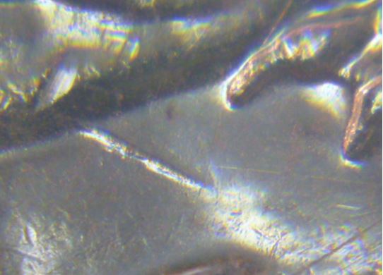 5 Cents 2010-Dommage du coin devant patte arrière-2.JPG
