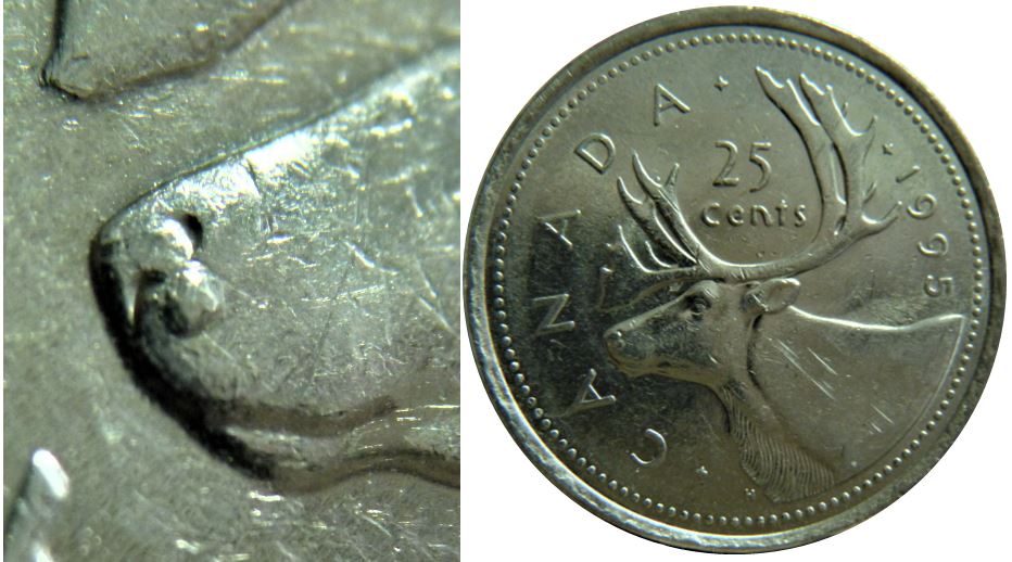 25 Cents 1995-Éclat coin près du museau-1.JPG