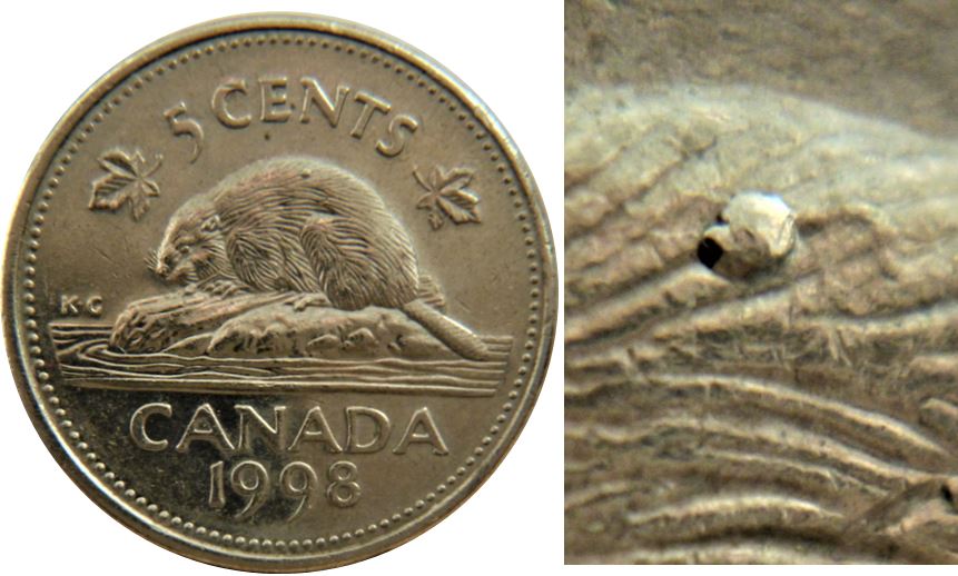 5 Cents 1998-Une seul éclat sur le dos du castor-1.JPG