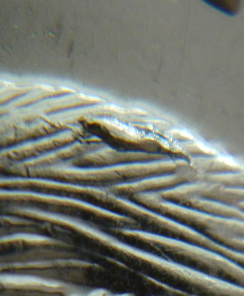 5 Cents 2011-Éclat du coin sur le dos du castor-2.JPG