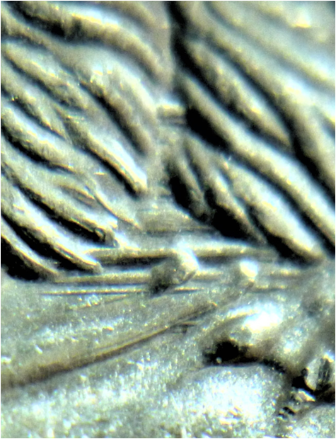 5 Cents 1995-Dommage du coin sous abdomen du castor-4.png