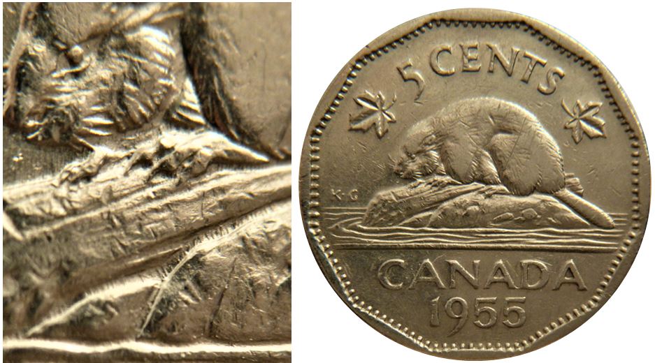 5 Cents 1955-Marque d'outil dans les encavures sous le castor-1.JPG