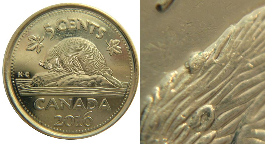 5 Cents 2016-Éclat coin sur le castor-1.JPG