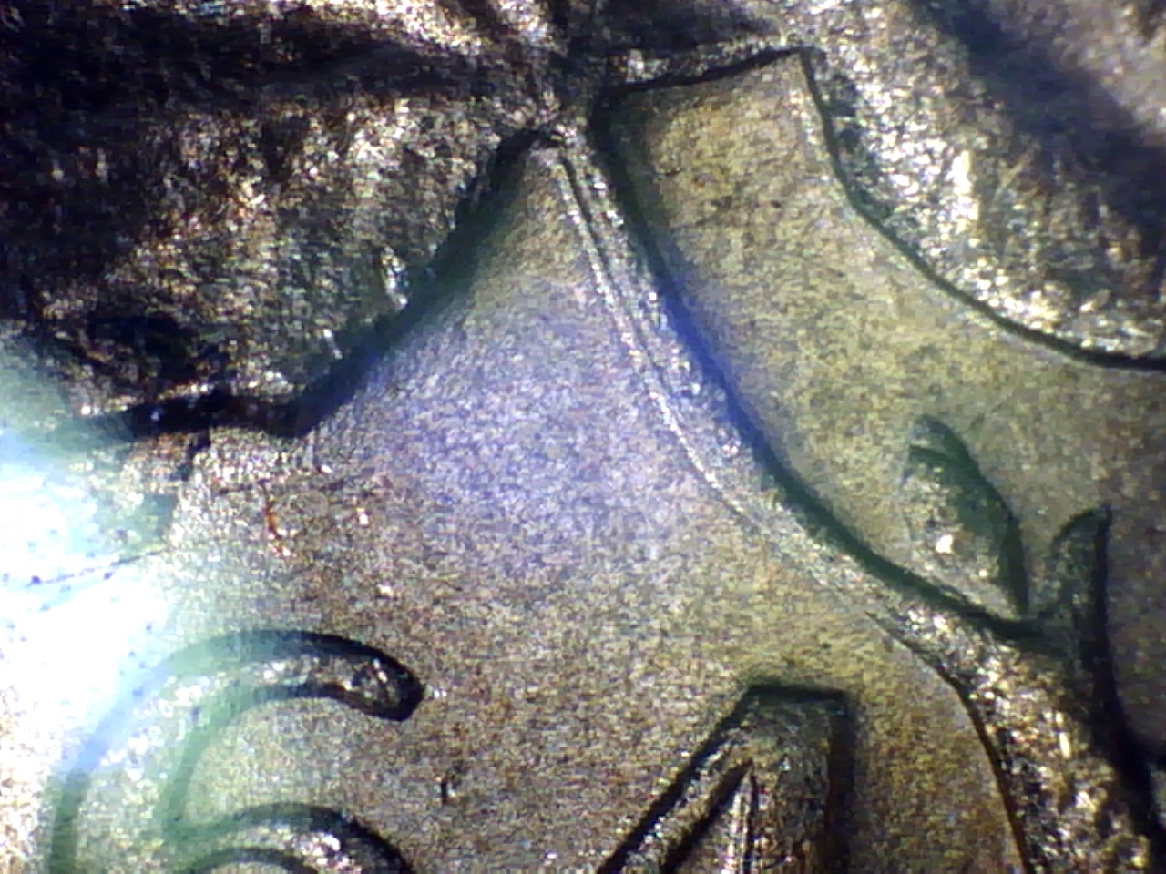 variété64g.jpg