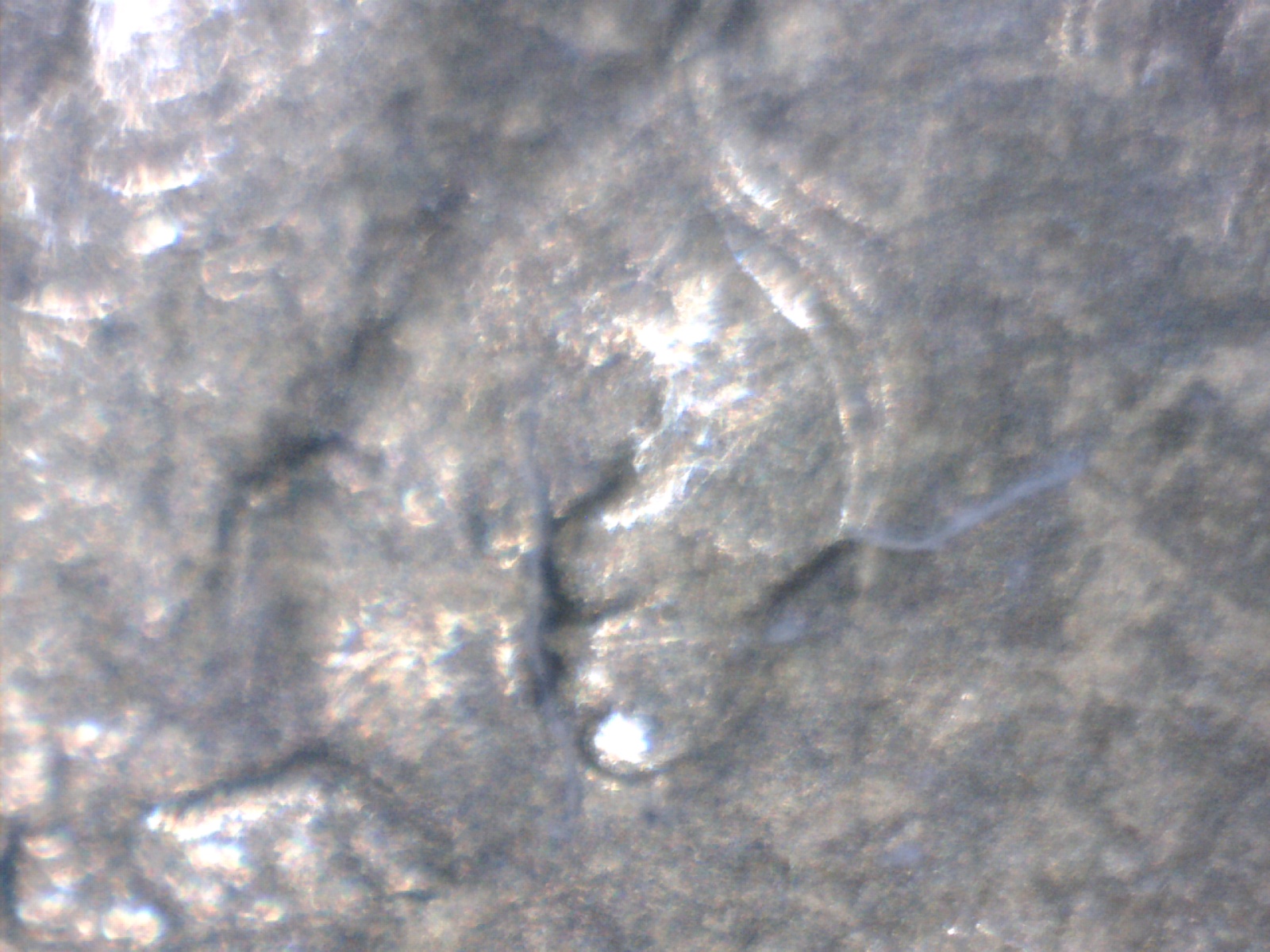 Image189.jpg