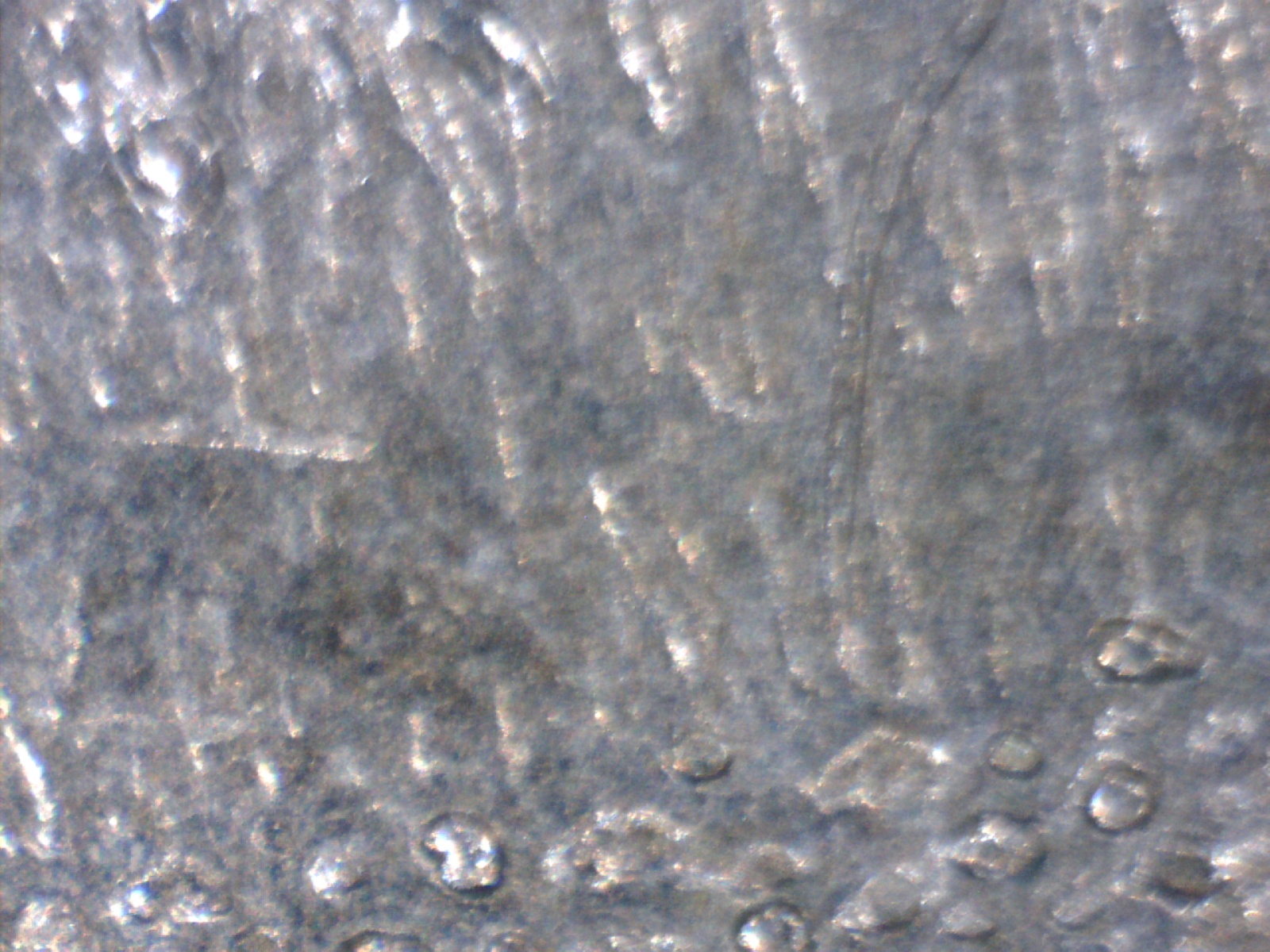 Image238.jpg
