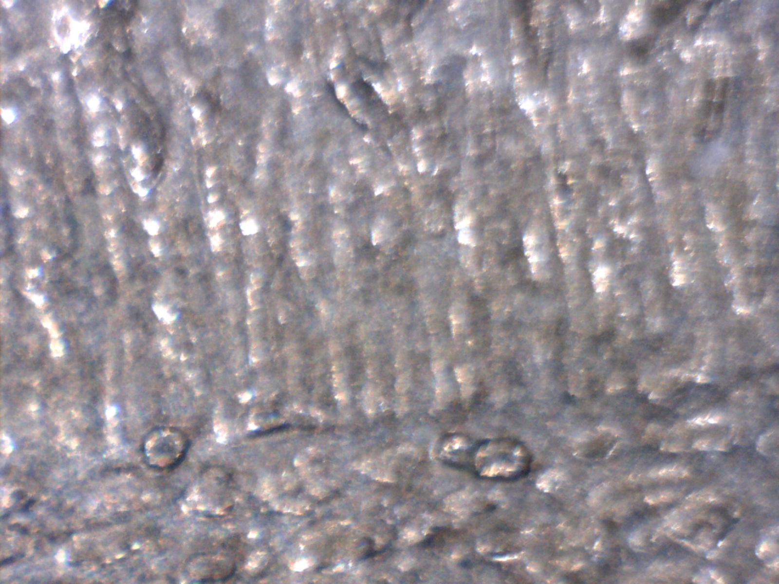 Image240.jpg
