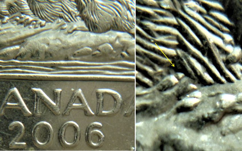 5 Cents 2006-Morceau de bois extra sous le ventre du castor-2.JPG