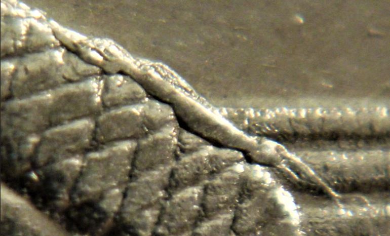 5 Cents 2009-Crevette sur la queue du castor-éclat coin-4.JPG