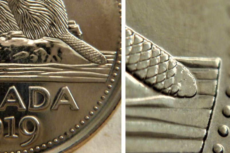 5 Cents 2019-Coin obturé au bout de la queue du castor-1.JPG
