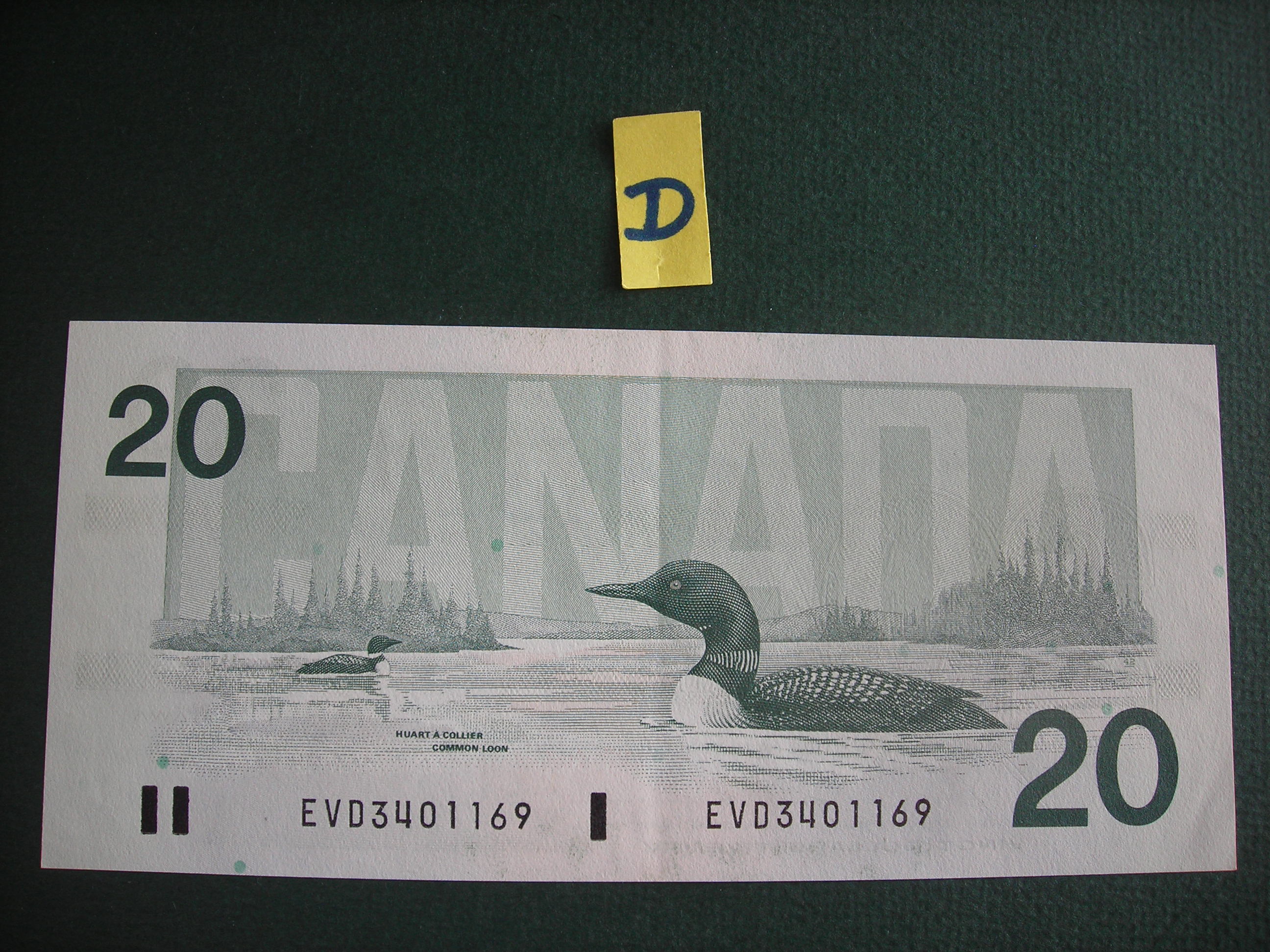 DSCN9781.JPG