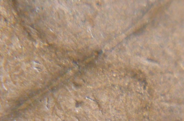 1 Cent 1859-7.JPG
