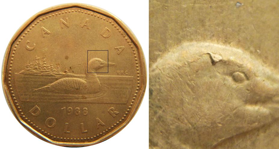 1 Dollar 1988-Éclat coin et fendillé sur tête de l'oiseau-1.JPG