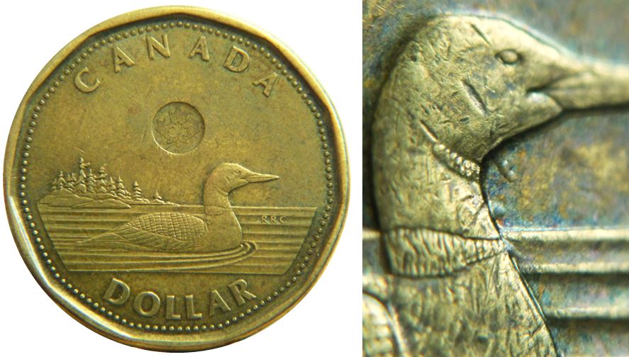 1 Dollar 2013-Petit barbillon à la gorge de l'oiseau- Éclat-2.JPG