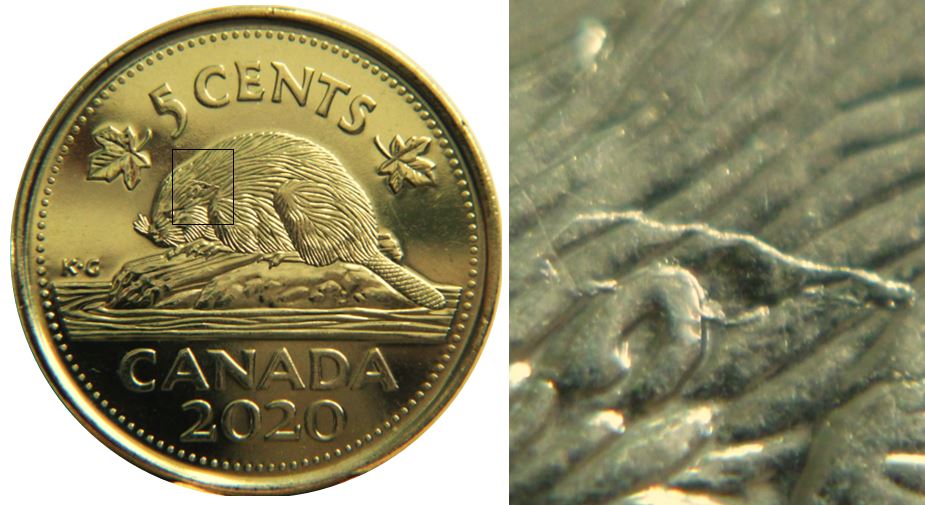 5 Cents 2020-Baveure au dessus de l'oreille du castor-1.JPG