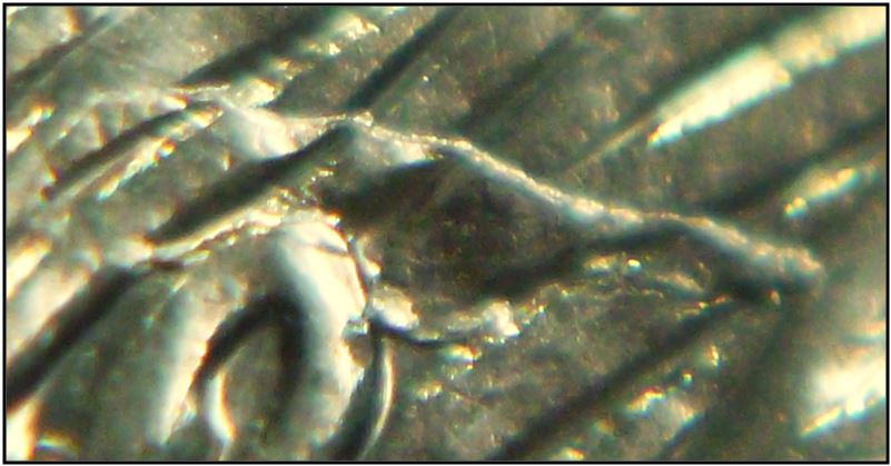 5 Cents 2020-Baveure au dessus de l'oreille du castor-2.JPG