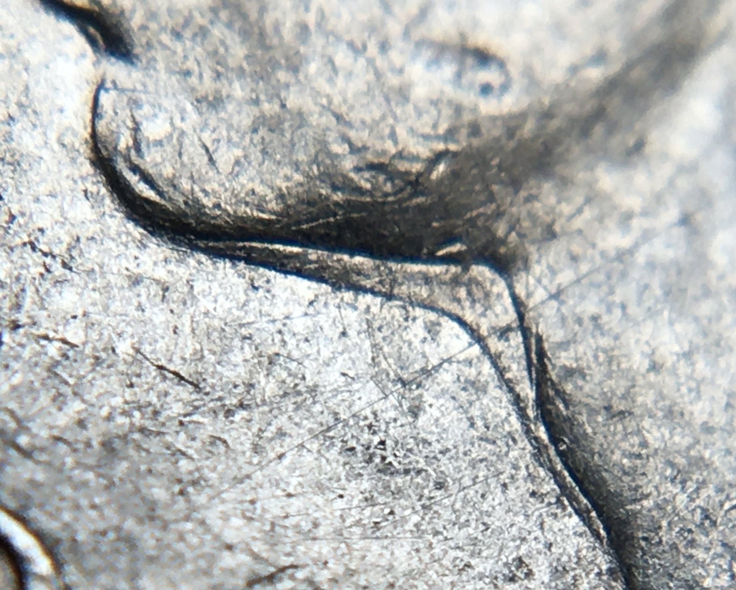 5 cents 1949 détails gorge.JPG