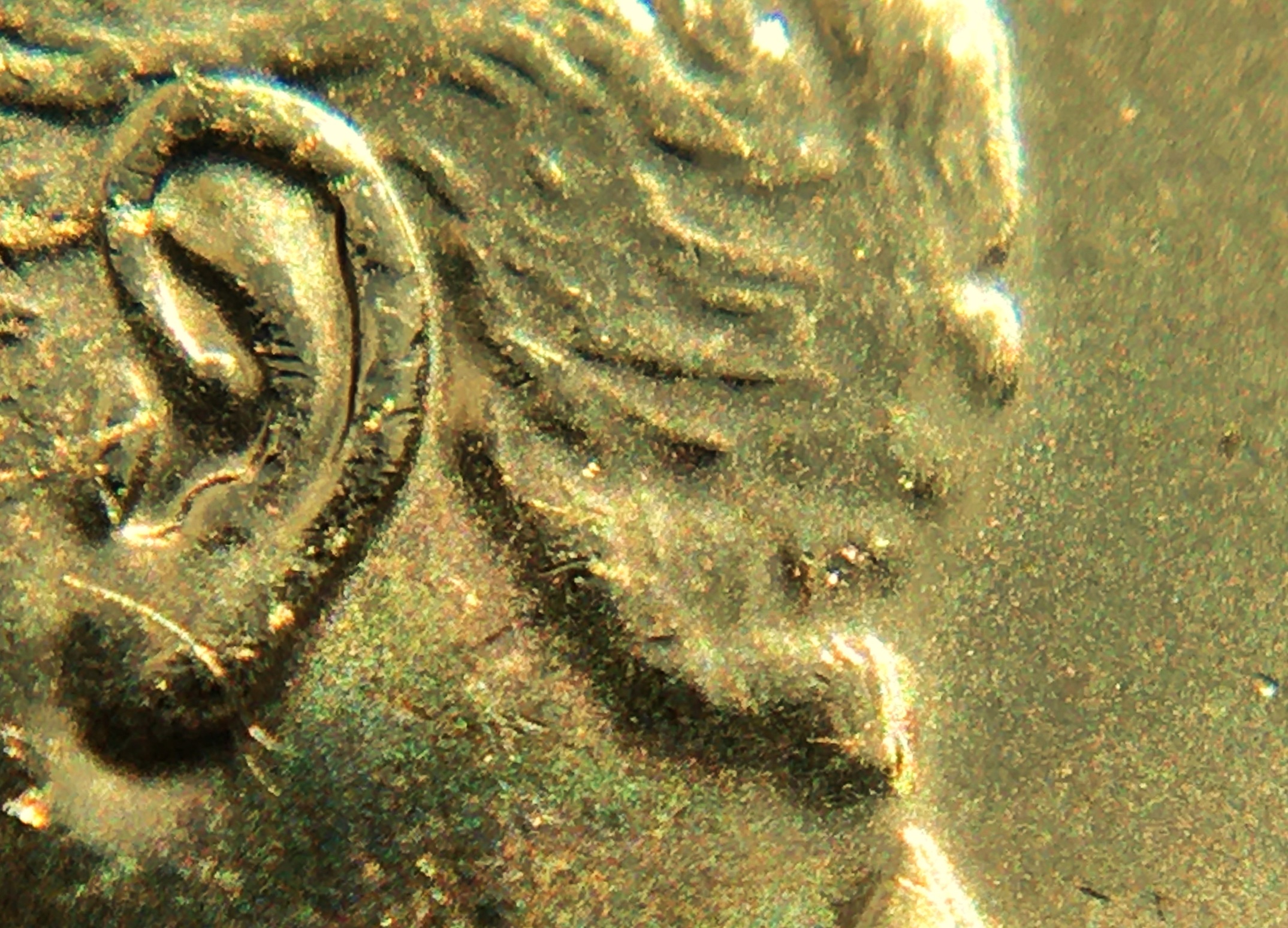 2 dollars 2025 nuque.JPG