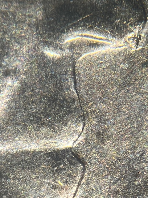 IMG_2617.jpeg