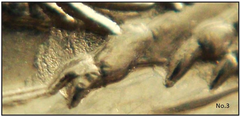 5 Cents 2022-Accumulation sur le castor-,No.3.JPG