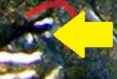 Oeil de la reine avec flèhce.jpg