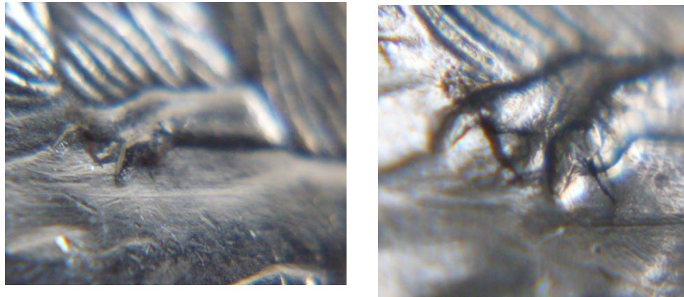 5 Cents 2009-Large griffe suplémentaire-2.JPG
